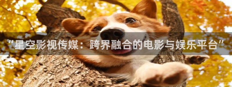 斑马电影在线观看：“星空影视传媒：跨界融合的电影与娱乐平台”